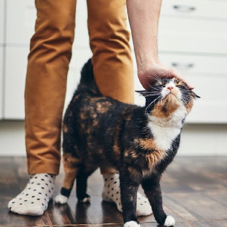 cat dry skin