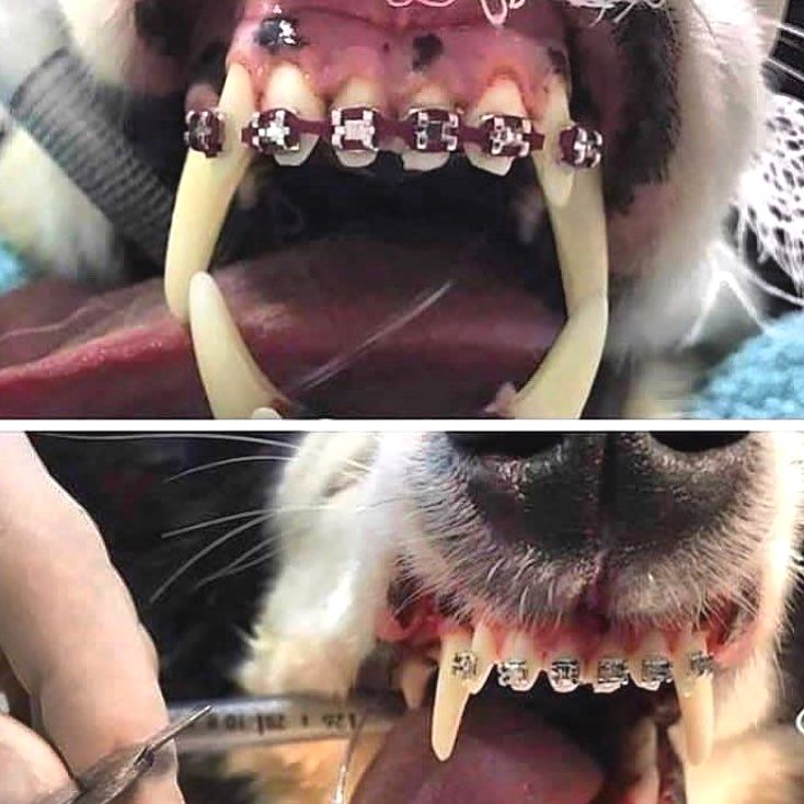 dog braces for teeth
