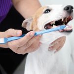 how to remove tartar from dog teeth