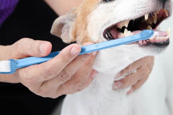 How to Remove Tartar from Dog Teeth:Effective Ways how to remove tartar from dog teeth