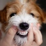 dog teeth chattering