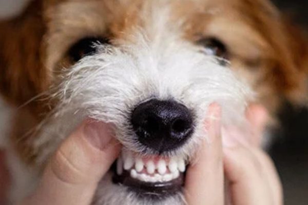 Dog Teeth Chattering: Identifying Stress and Health Issues dog teeth chattering