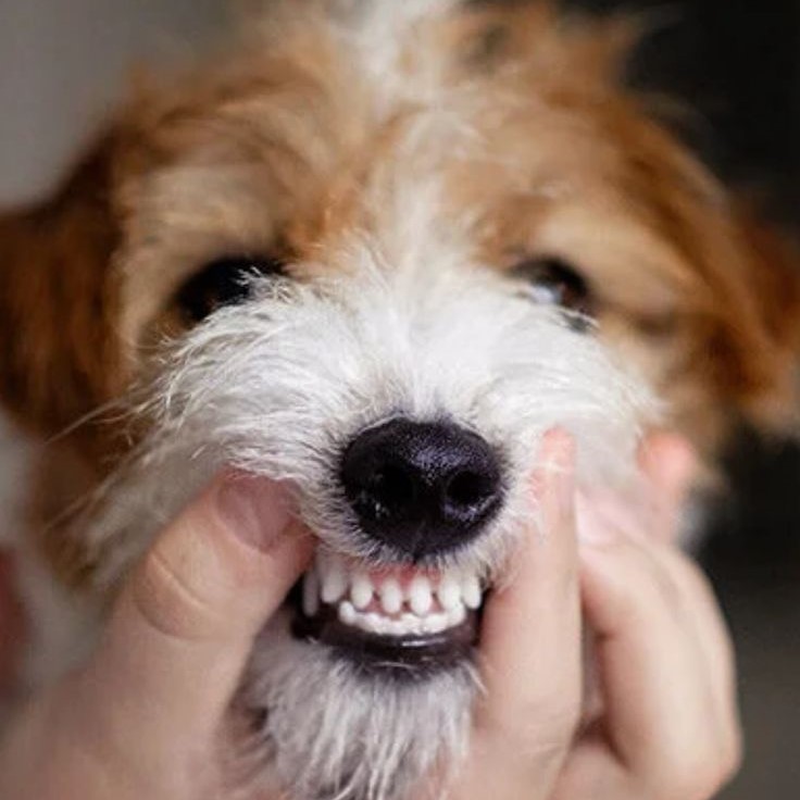 tooth chart dog teeth age