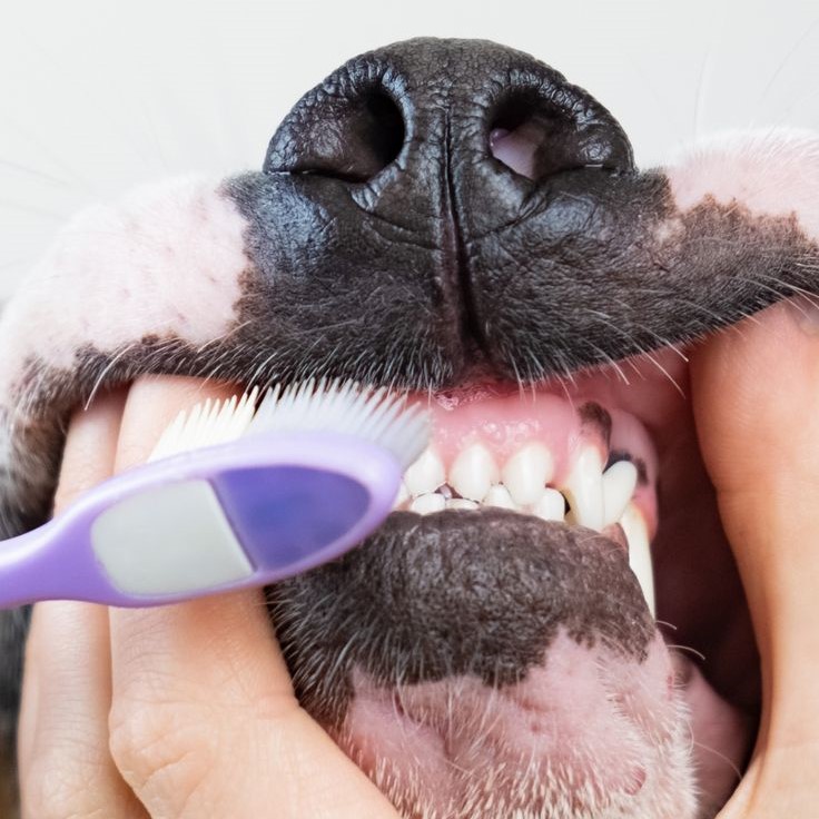 dog teeth cleaning powder