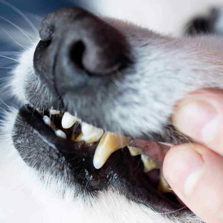 dog teeth cleaning powder