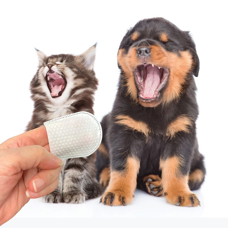 dog teeth wipes