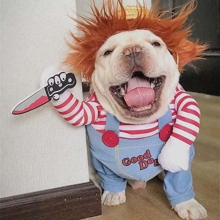 dog chucky costume