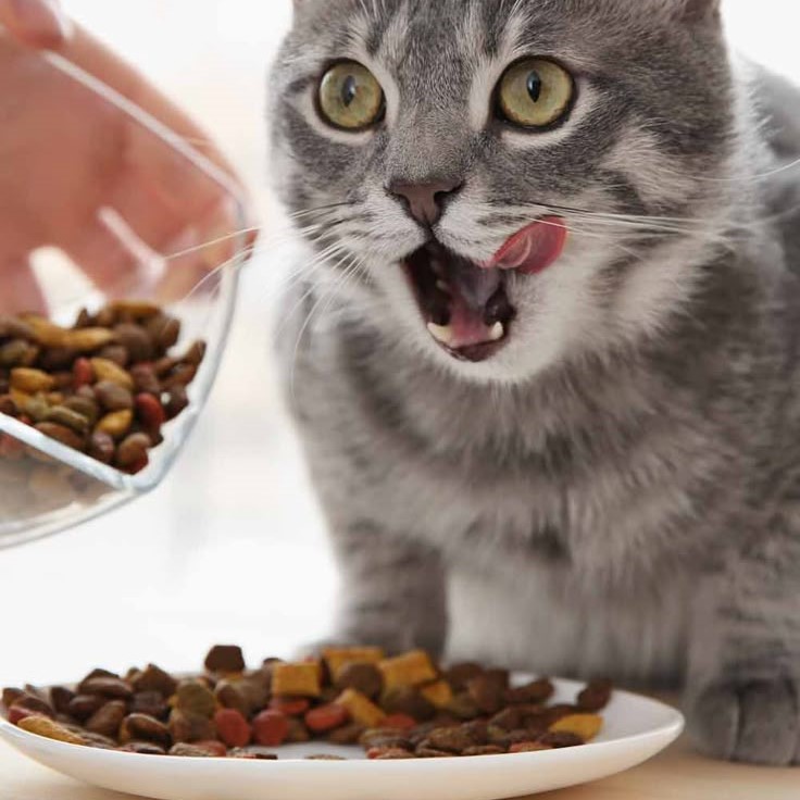 cat food for skin allergies