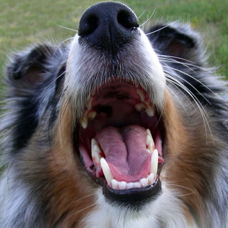 dog teeth chattering