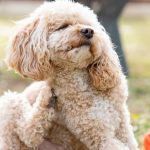 dog itchy skin relief