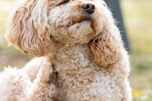 dog itchy skin relief