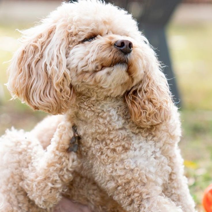 dog itchy skin relief