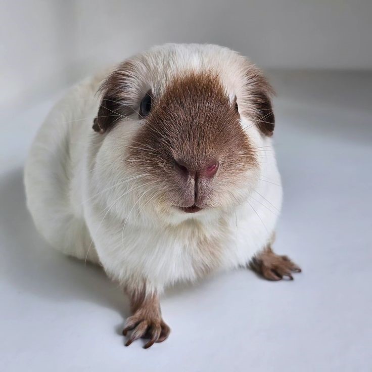 how to sex a guinea pig