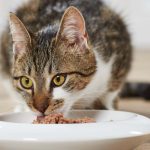 cat food for skin allergies