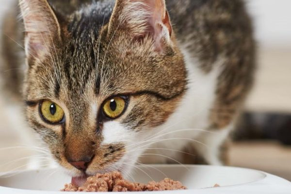 Choosing Cat Food for Skin Allergies: Tips for Healthy Skin cat food for skin allergies