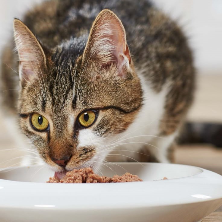 cat food for skin allergies