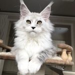 white maine coon cat