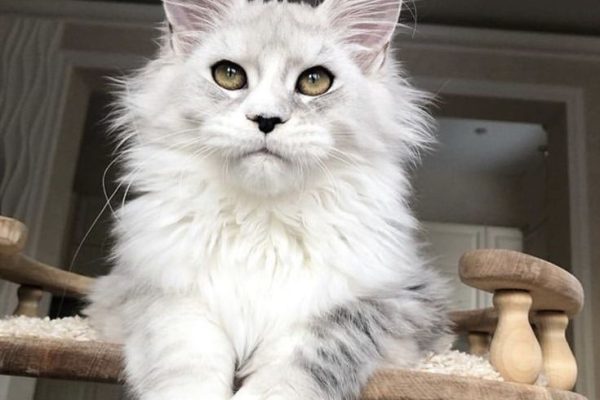 white maine coon cat