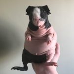 hairless guinea pig