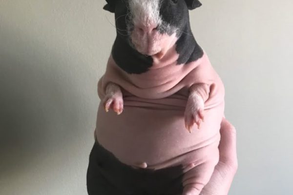 Hairless Guinea Pig Breeds: Unique Traits and Care Needs hairless guinea pig