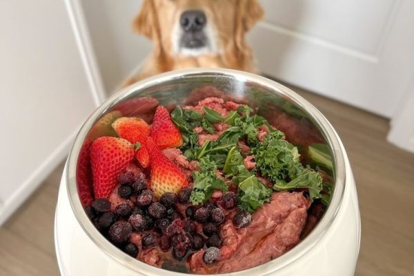Why Dog Food for Dry Skin Matters: Promote Skin Health dog food for dry skin