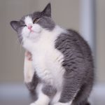 cat dry skin