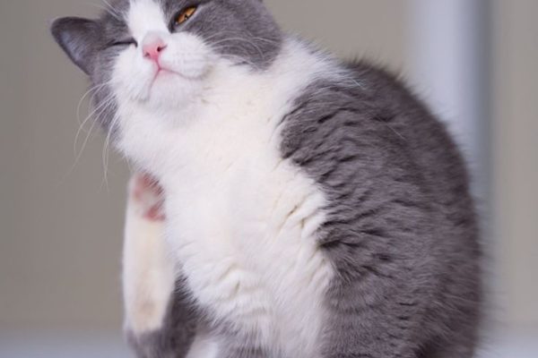 Top Causes of Cat Dry Skin: Keeping Your Cat Comfortable cat dry skin