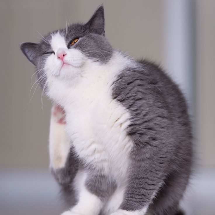 cat dry skin