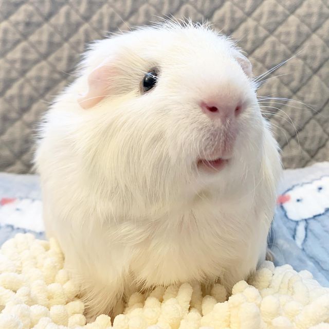 why is my guinea pig shaking