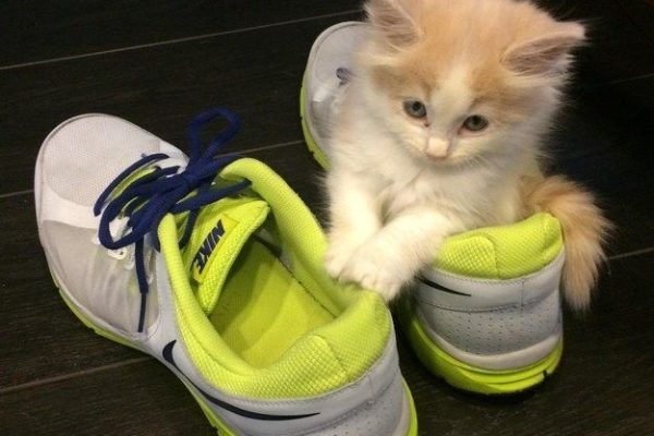 Why Do Cats Like Shoes? Tips for Cat Owners to Know why do cats like shoes
