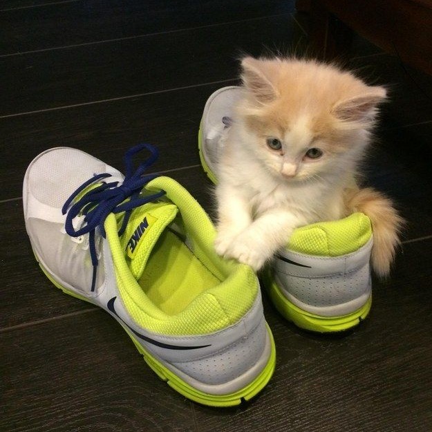 why do cats like shoes