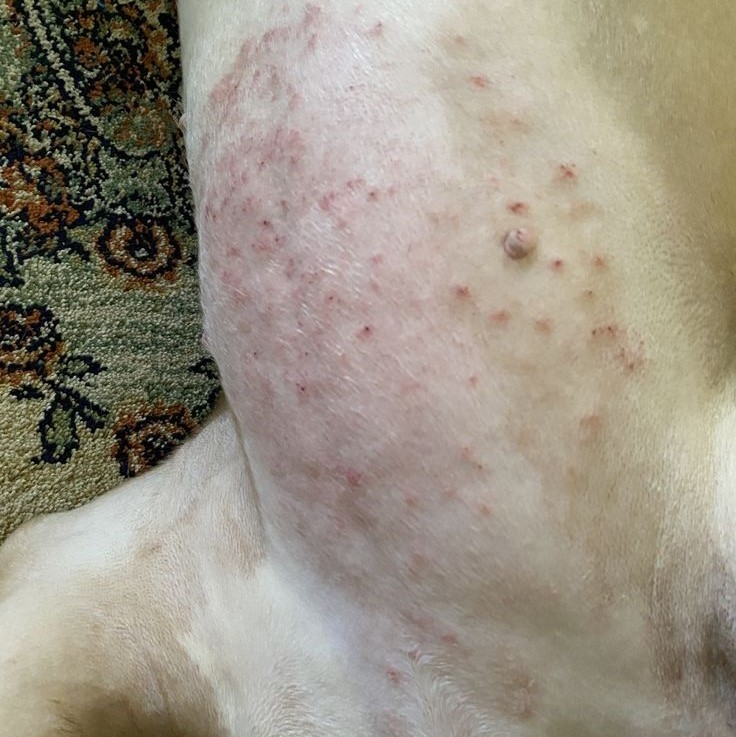 dog skin rash