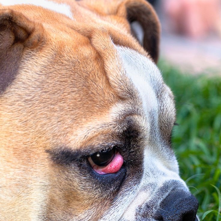 dog red around eyes skin