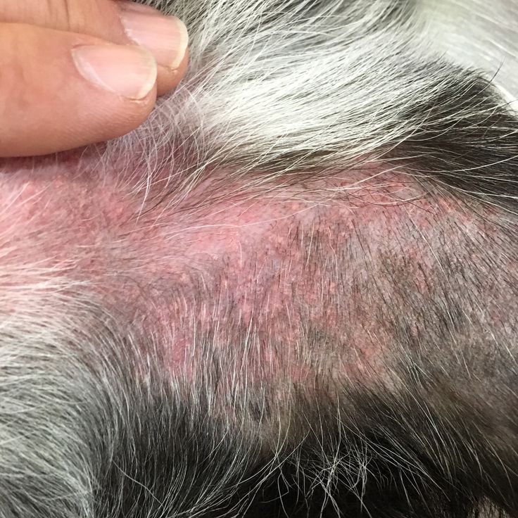 dog skin turning black itching