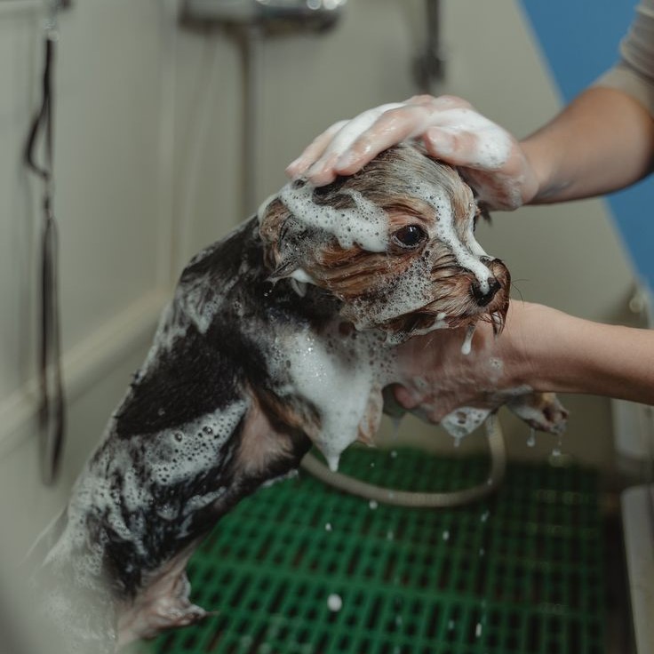 dog shampoo for itchy skin