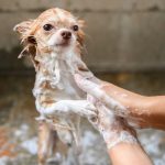 dog shampoo for itchy skin