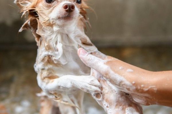 Dog Shampoo for Itchy Skin: Tips for Happy, Healthy Pets dog shampoo for itchy skin