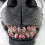 dog braces for teeth