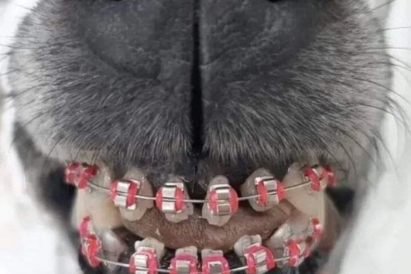 Dog Braces for Teeth: What to Know for Your Pet’s Dental Health dog braces for teeth
