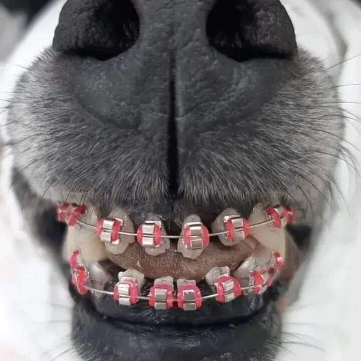dog braces for teeth