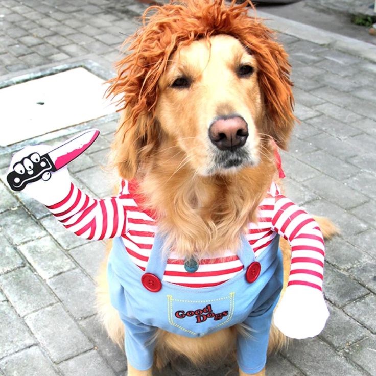 dog chucky costume