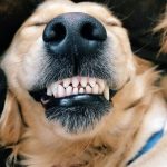 dog grinding teeth