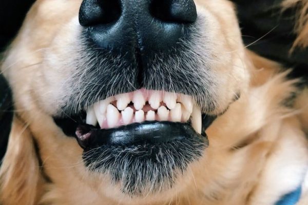 Why Is Your Dog Grinding Teeth? Common Reasons & Remedies dog grinding teeth
