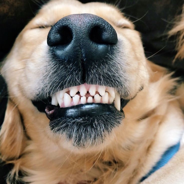 dog grinding teeth