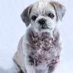 dog skin turning black itching