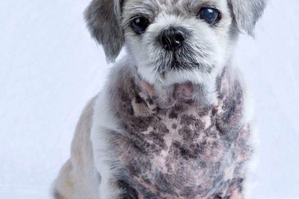 Understanding Dog Skin Turning Black Itching: Causes dog skin turning black itching