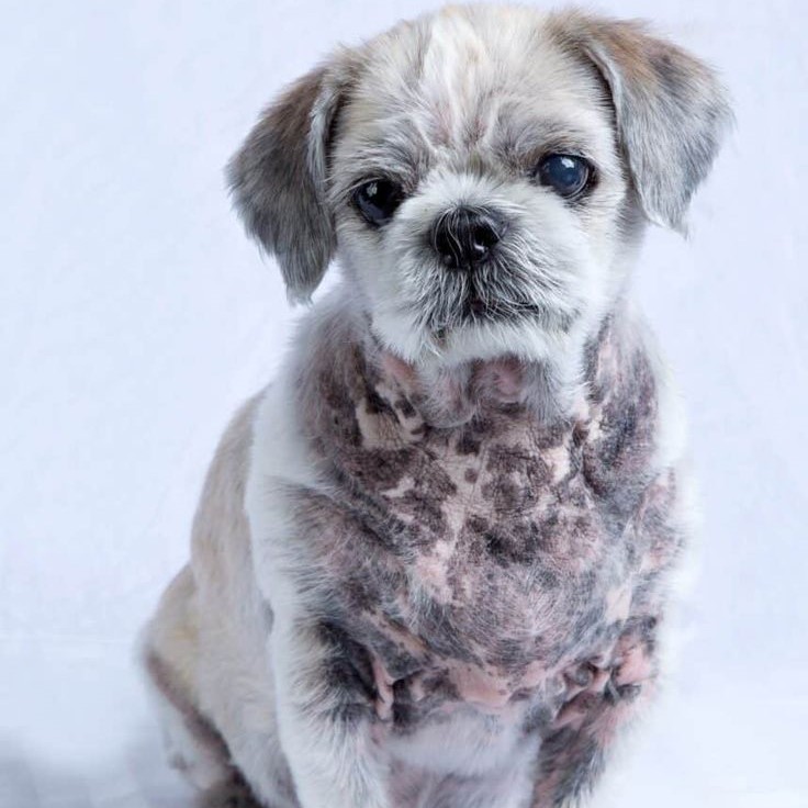 dog skin turning black itching