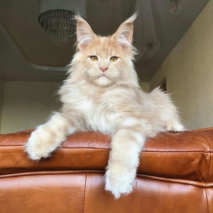 white maine coon cat