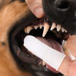 dog teeth wipes
