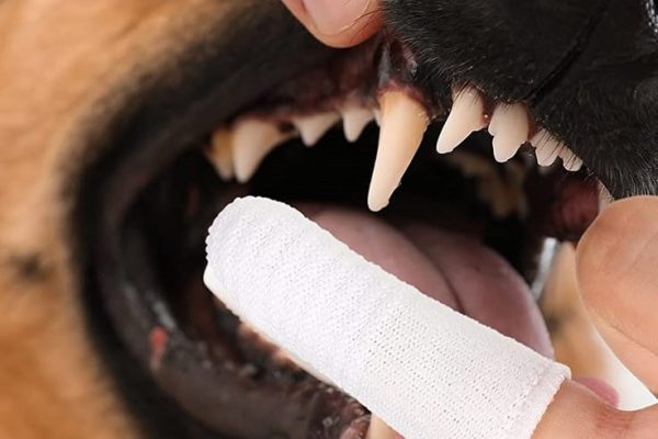Effective Dog Teeth Wipes for Oral Care: Easy Cleaning Tips dog teeth wipes